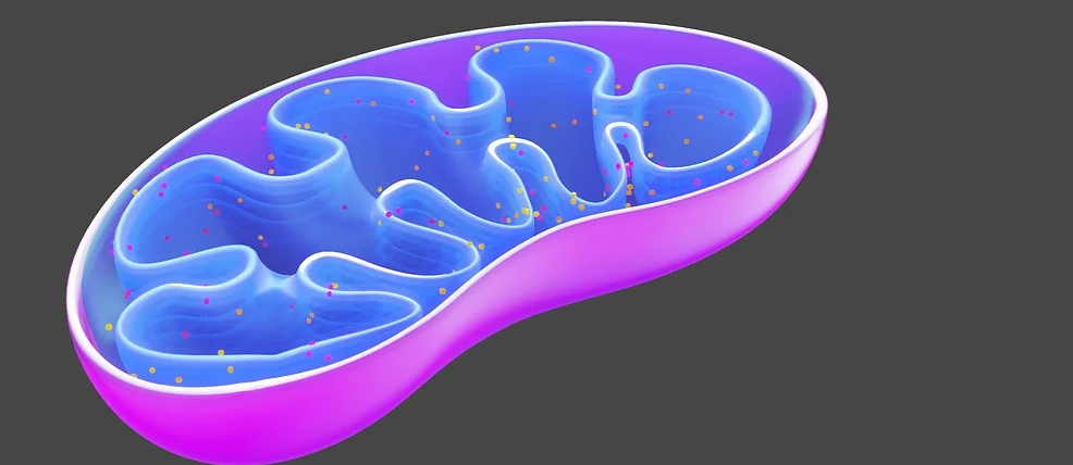 Donación mitocondrial en enfermedades mitocondriales: Nuevo tratamiento revolucionario
